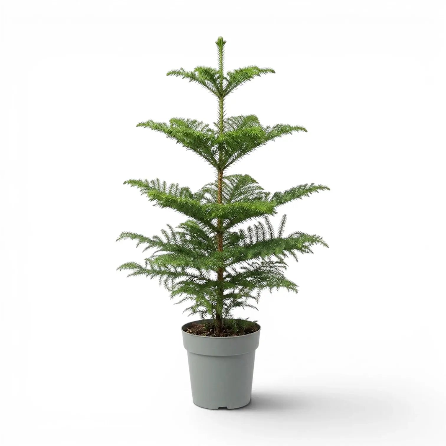 Große Zimmertanne (Araucaria heterophylla) im Kulturtopf.
