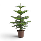 Große Zimmertanne (Araucaria heterophylla) im Kulturtopf.