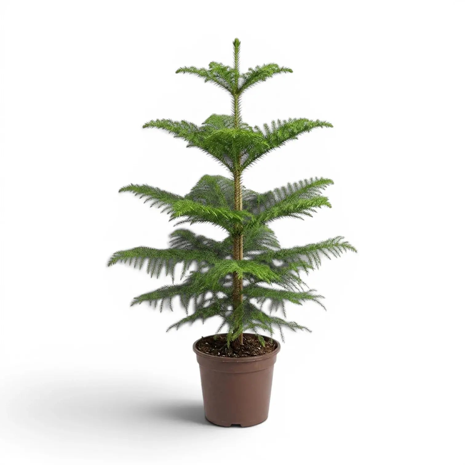 Große Zimmertanne (Araucaria heterophylla) im Kulturtopf.