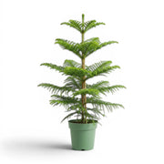 Araucaria heterophylla Norfolk Island pine large plant in a nursery pot.