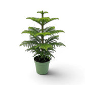 Mittelgroße Zimmertanne (Araucaria heterophylla) im Kulturtopf.