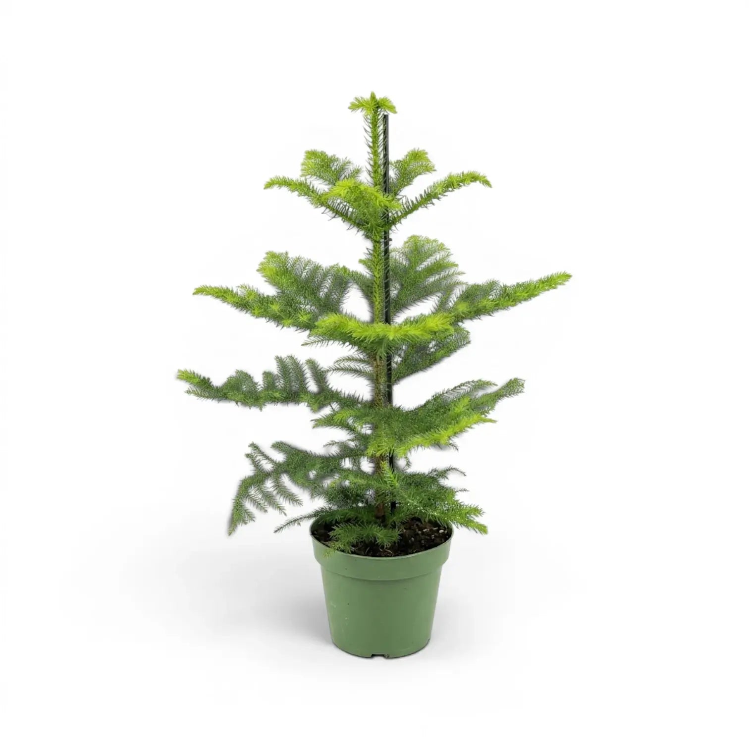 Mittelgroße Zimmertanne (Araucaria heterophylla) im Kulturtopf.