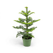 Mittelgroße Zimmertanne (Araucaria heterophylla) im Kulturtopf.