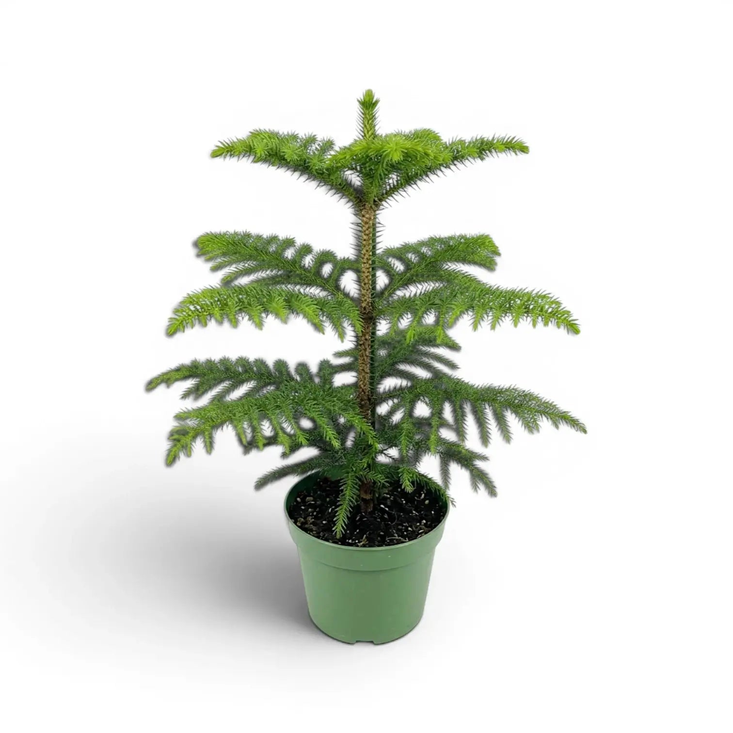 Mittelgroße Zimmertanne (Araucaria heterophylla) im Kulturtopf.