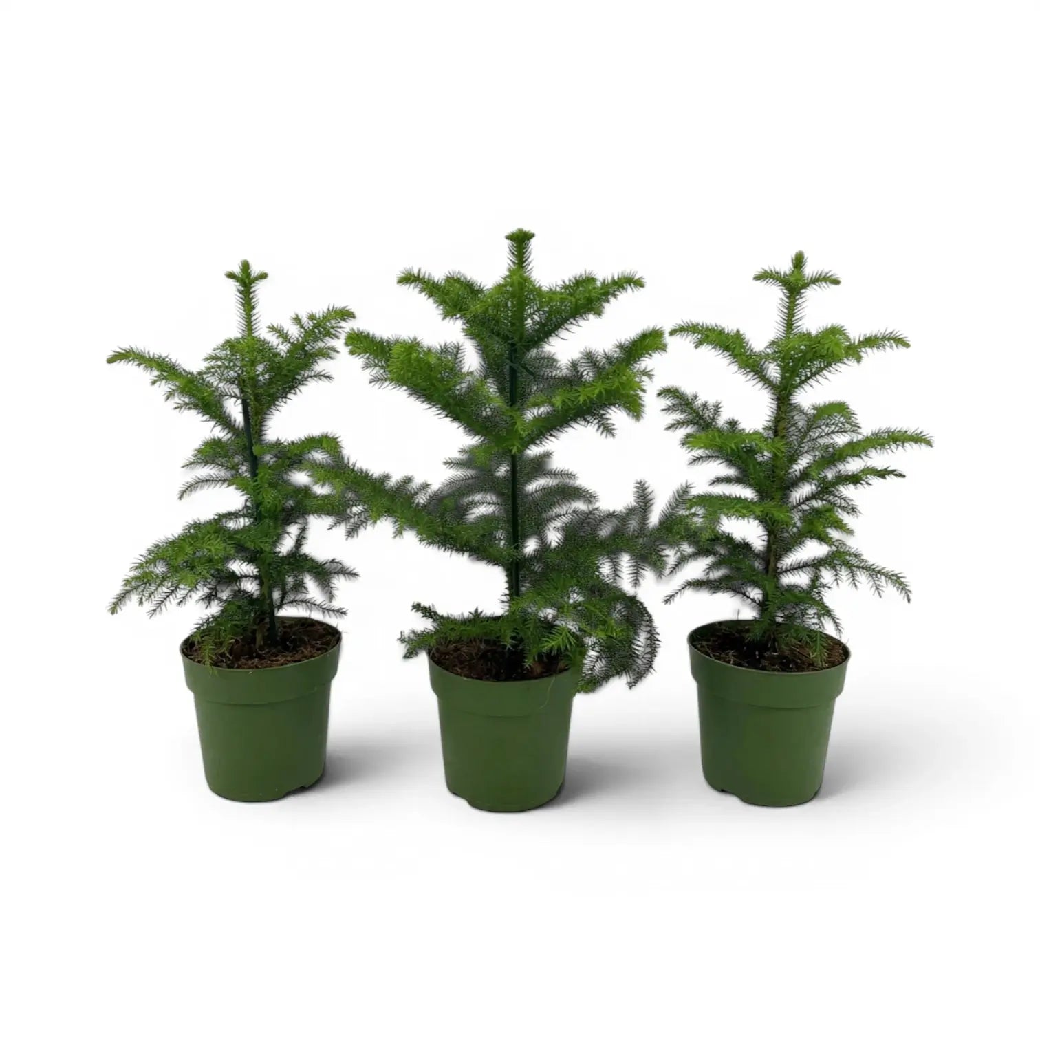 Kleine Zimmertanne (Araucaria heterophylla) im Kulturtopf.
