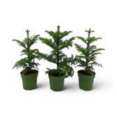 Kleine Zimmertanne (Araucaria heterophylla) im Kulturtopf.