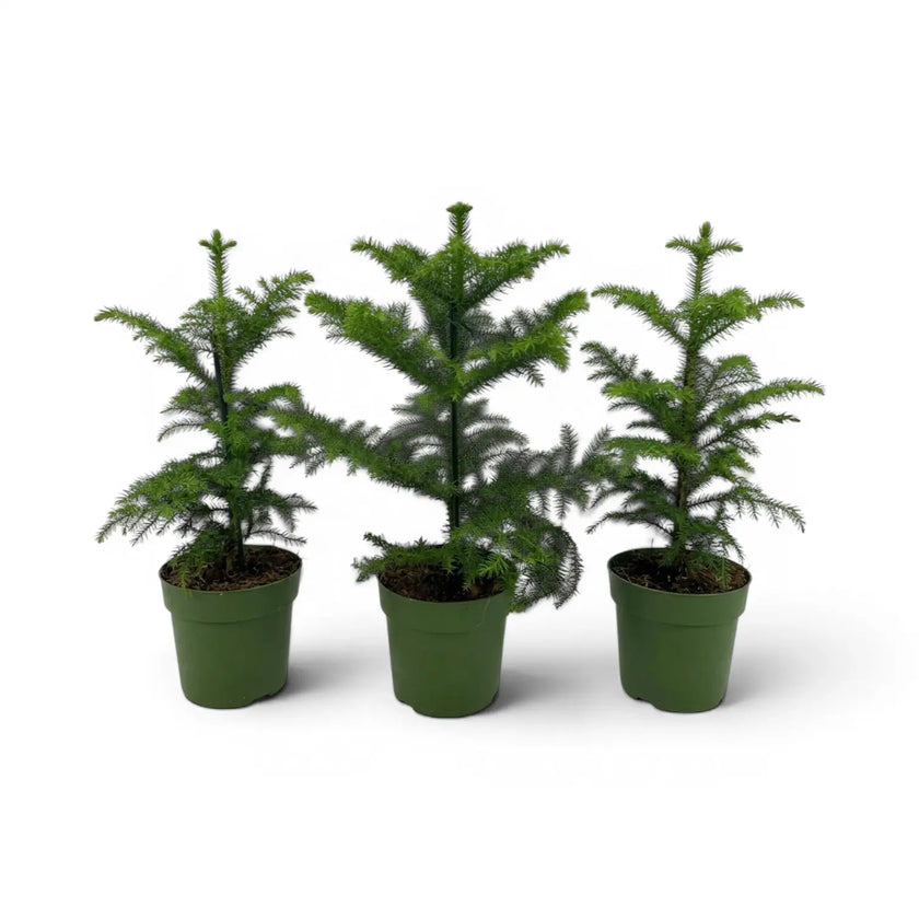 Kleine Zimmertanne (Araucaria heterophylla) im Kulturtopf.
