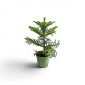 Kleine Zimmertanne (Araucaria heterophylla) im Kulturtopf.