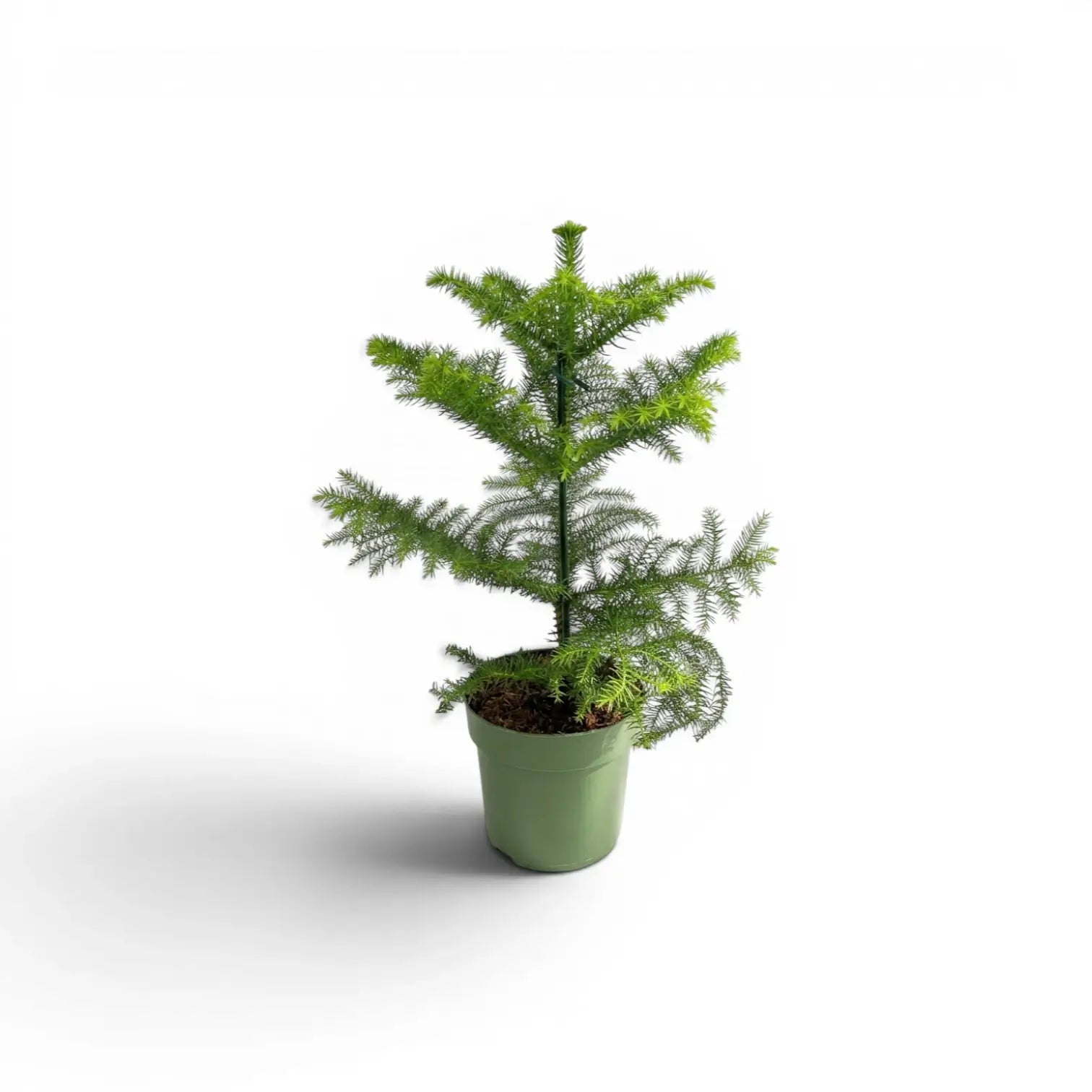 Kleine Zimmertanne (Araucaria heterophylla) im Kulturtopf.