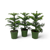 Kleine Zimmertanne (Araucaria heterophylla) im Kulturtopf.