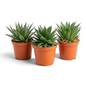 Aristaloe aristata als junge Sukkulente mit kompakter Rosette aus dunkelgrünen, weiß gesprenkelten Blättern