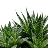 Blattdetail von Aristaloe aristata mit erhabenen weißen Punkten, feinen Zähnchen und einer Borstenspitze