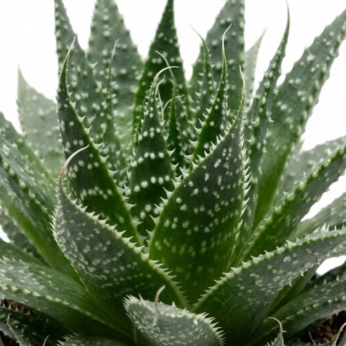 Nahaufnahme von Aristaloe aristata mit gesprenkelten, gezähnten Blättern und feinen Borstenspitzen