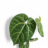 Aristolochia leuconeura close-up of leaf on white background.