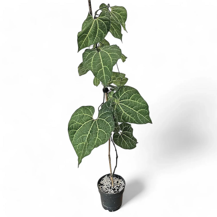 Aristolochia leuconeura potted plant in nursery pot on white background.