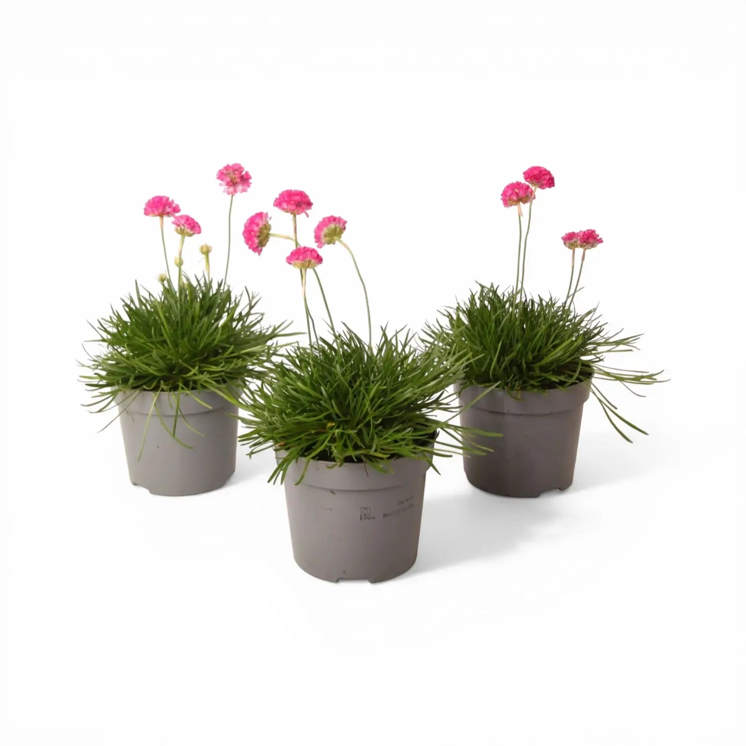 Armeria maritima 'Abbey Deep Rose' detail shot.