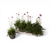 Armeria maritima 'Abbey Deep Rose' detail shot.