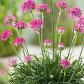 Armeria maritima 'Abbey Deep Rose' plant detail.