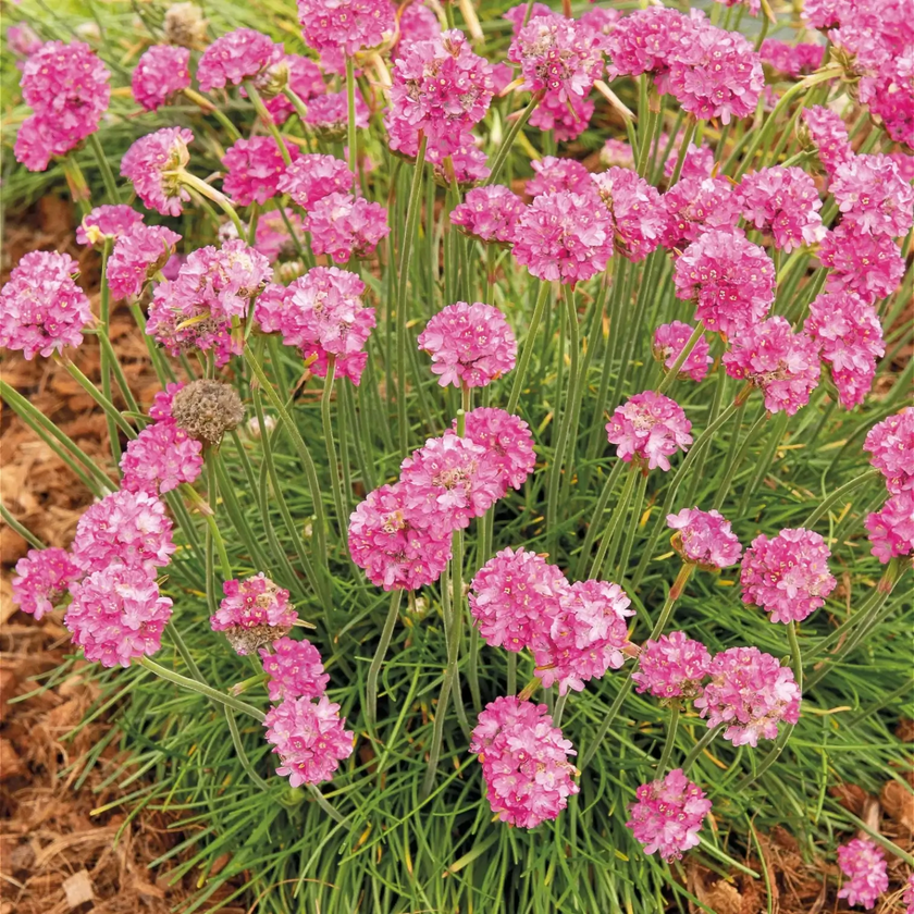Armeria maritima 'Abbey Deep Rose' plant detail.
