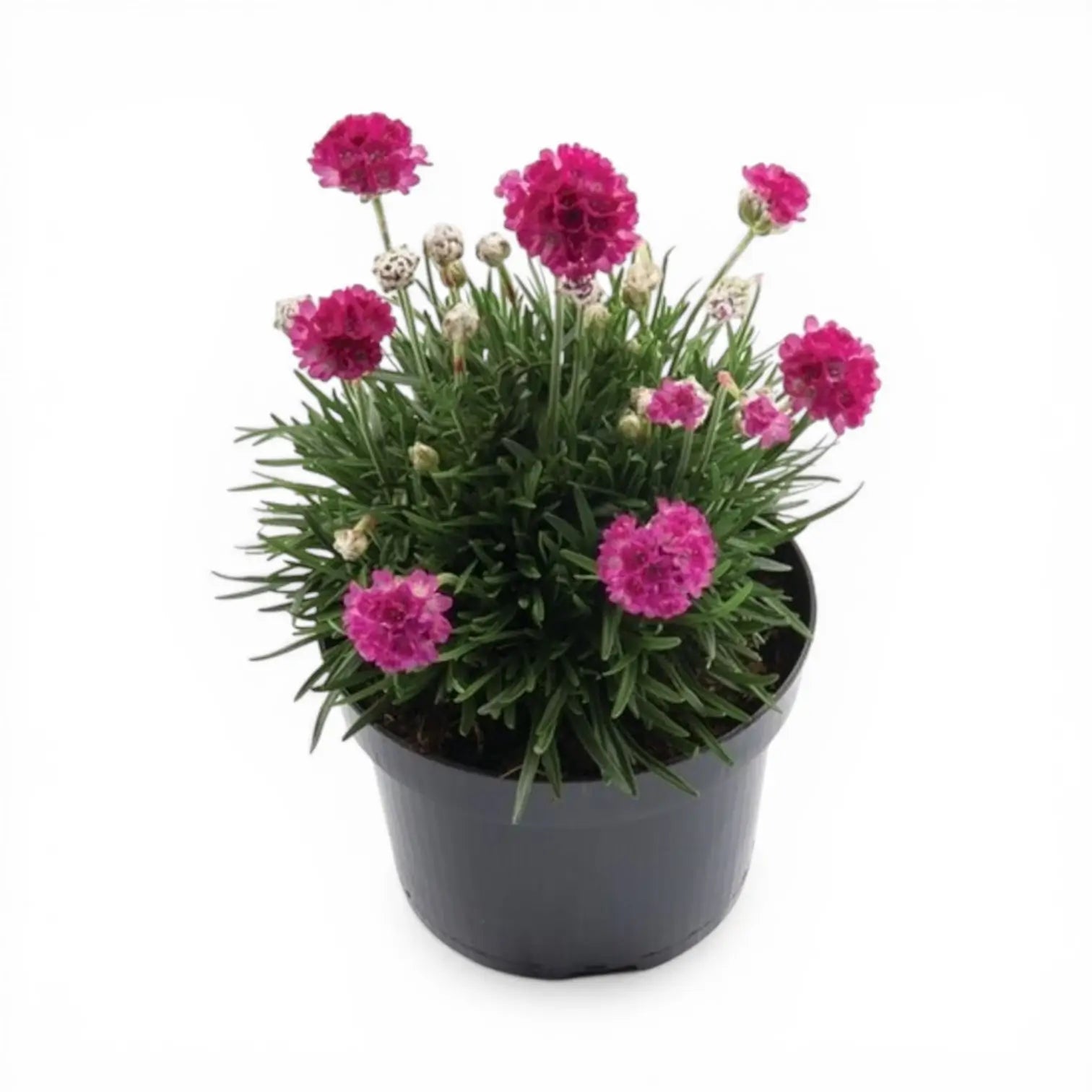 Armeria maritima 'Abbey Deep Rose' plant detail.