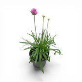 Armeria maritima 'Abbey Deep Rose' plant detail.