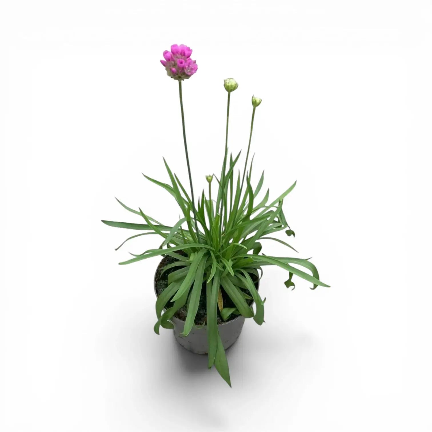 Armeria maritima 'Abbey Deep Rose' plant detail.