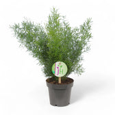 Asparagus densiflorus 'Sprengeri' potted plant in nursery pot on white background.