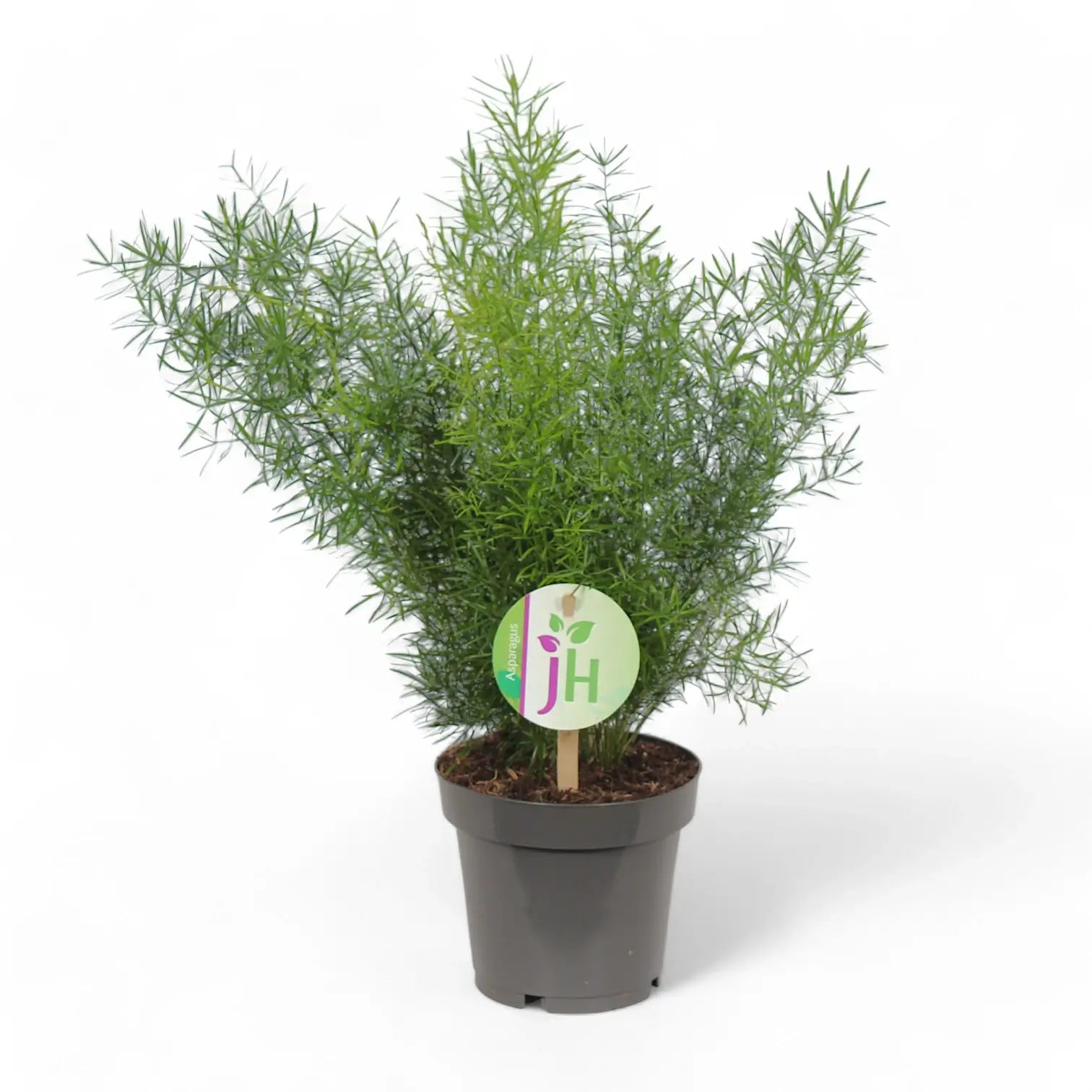 Asparagus densiflorus 'Sprengeri' potted plant in nursery pot on white background.