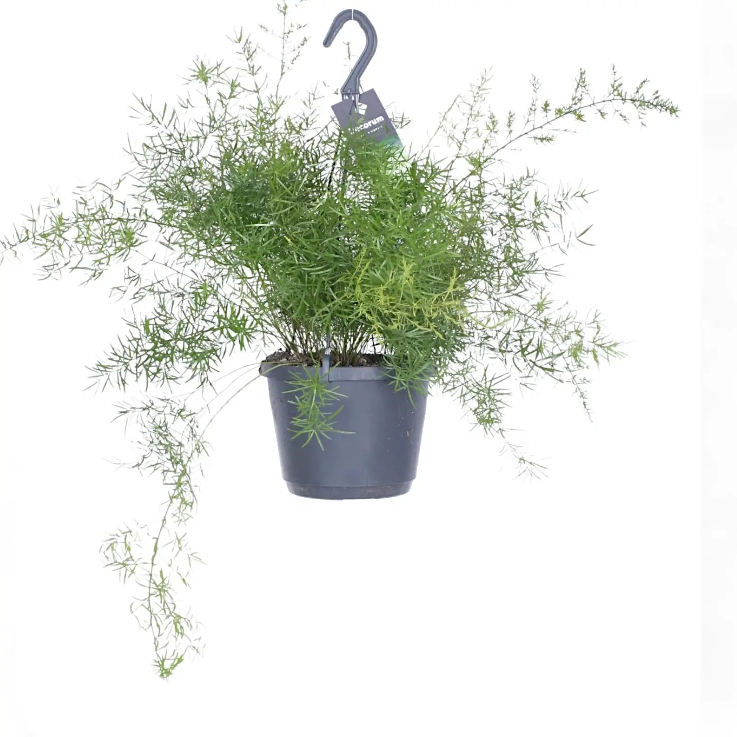 Asparagus densiflorus 'Sprengeri' potted plant in nursery pot on white background.