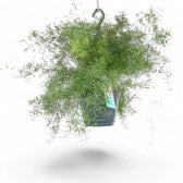 Asparagus densiflorus 'Sprengeri' potted plant in nursery pot on white background.