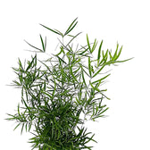 Asparagus falcatus leaf detail on white background.