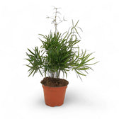 Asparagus falcatus potted plant in nursery pot on white background.