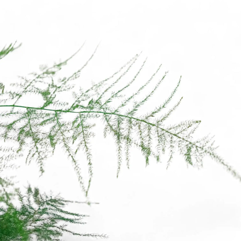 Asparagus setaceus leaf detail on white background.