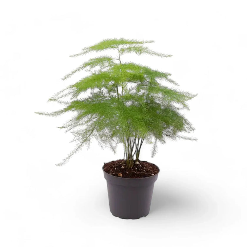 Asparagus setaceus potted plant in nursery pot on white background.
