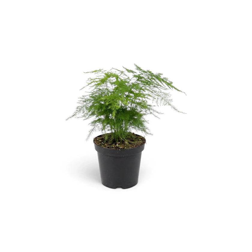 Side view of baby Asparagus setaceus in a black nursery pot