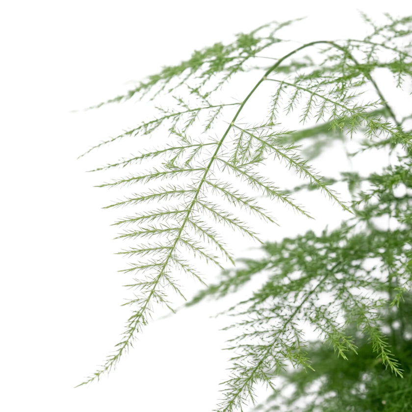 Close-up of airy, finely textured Asparagus setaceus foliage