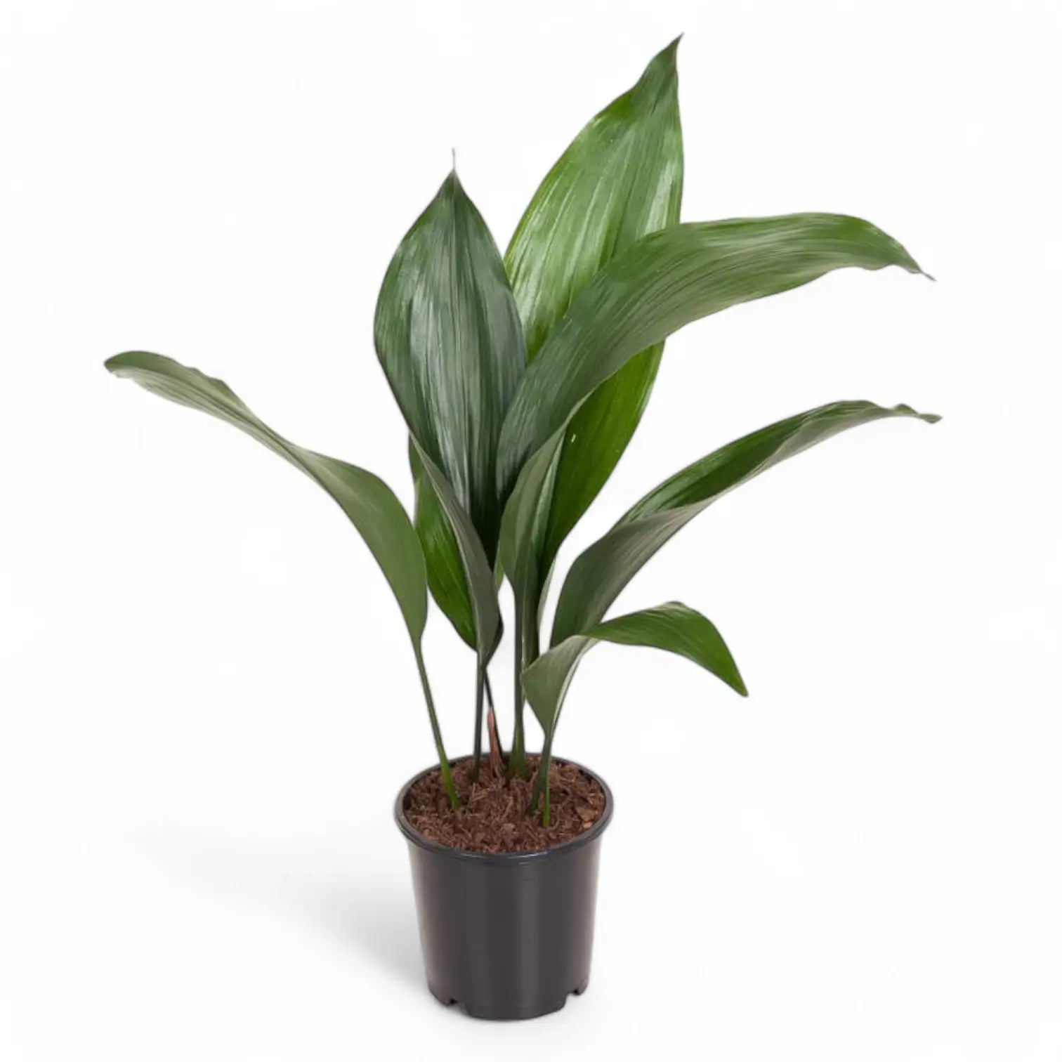 Aspidistra elatior – Zimmerpflanze im Kulturtopf auf weißem Hintergrund, Produktfoto 2.
