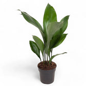 Aspidistra elatior potted plant in nursery pot on white background.
