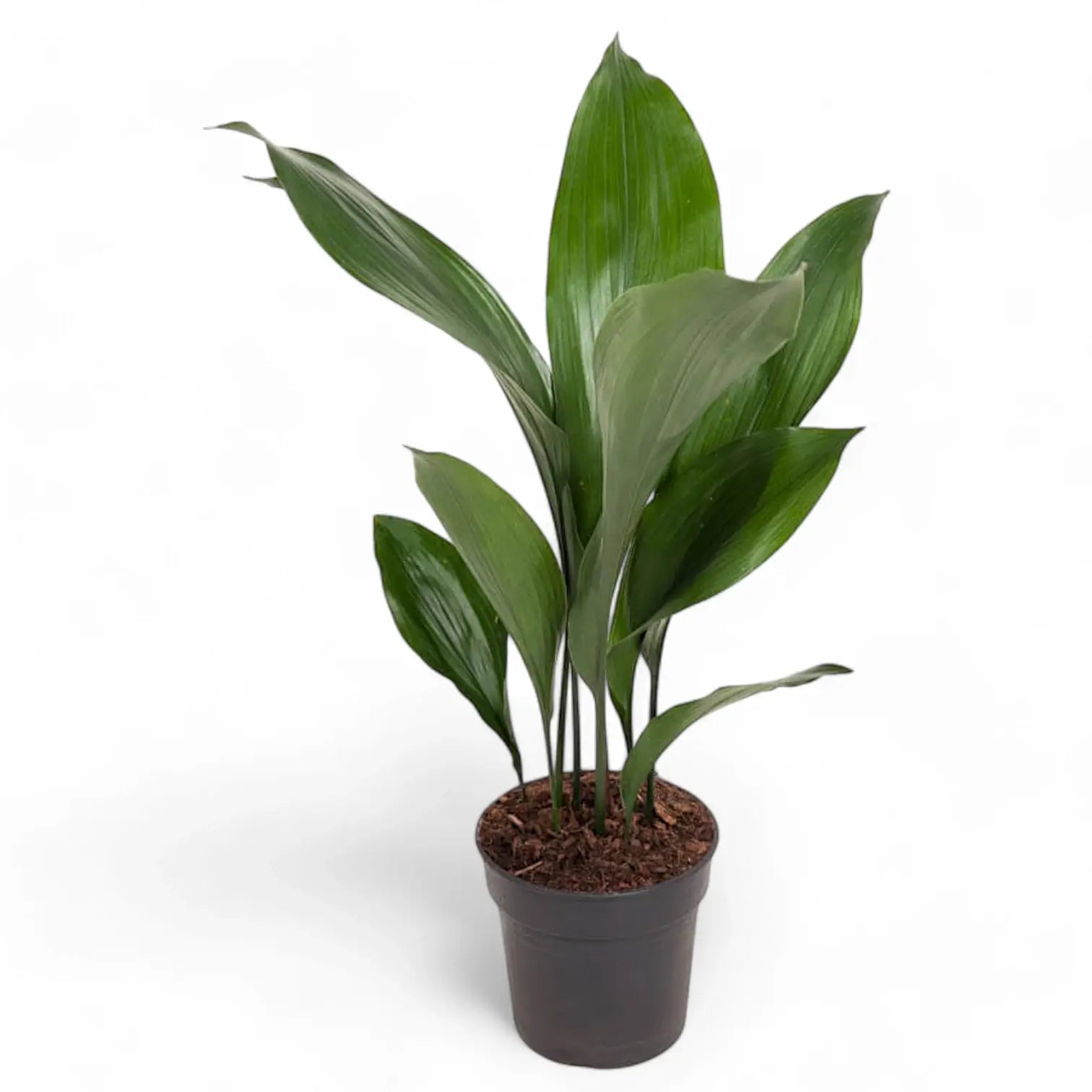 Aspidistra elatior potted plant in nursery pot on white background.