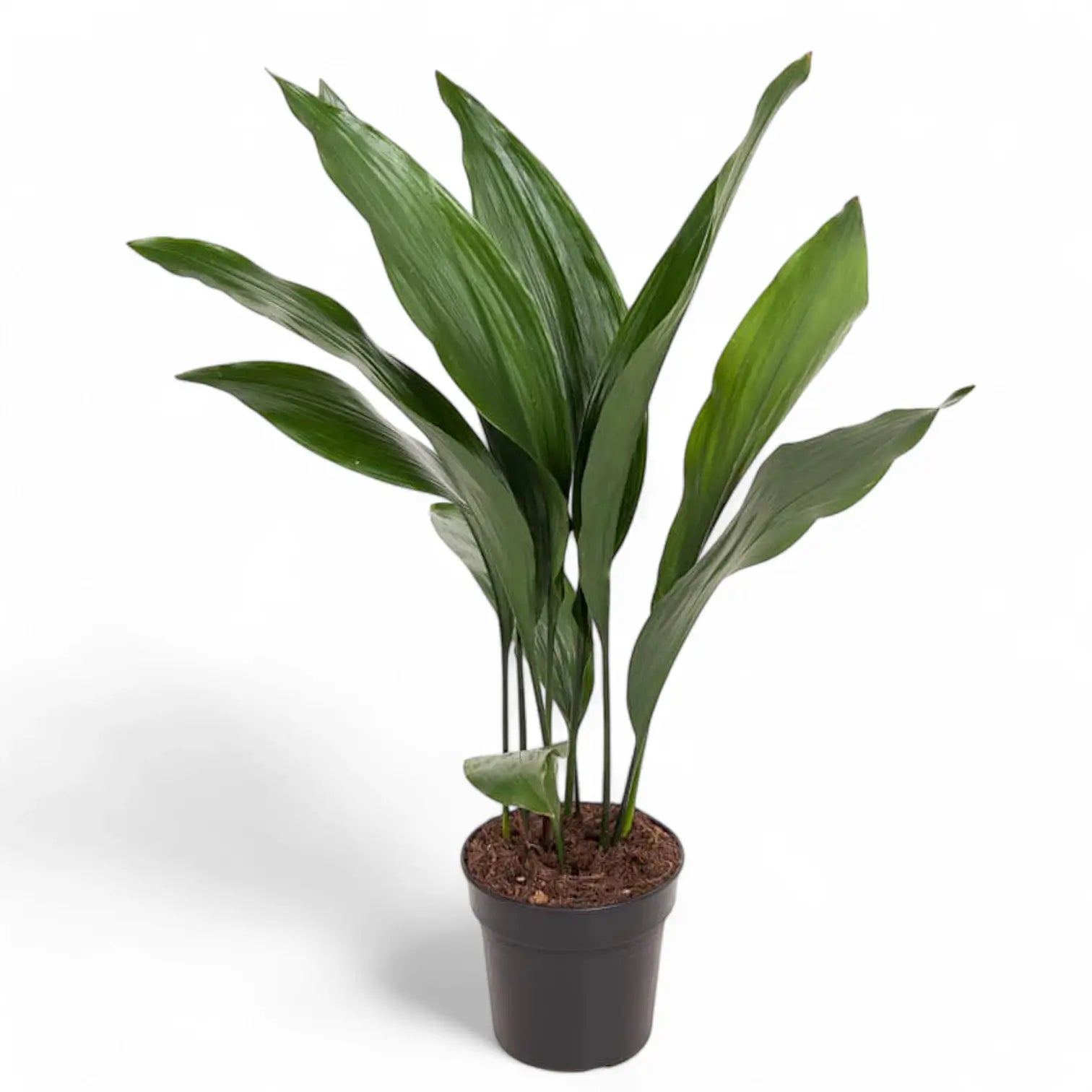 Aspidistra elatior potted plant in nursery pot on white background.