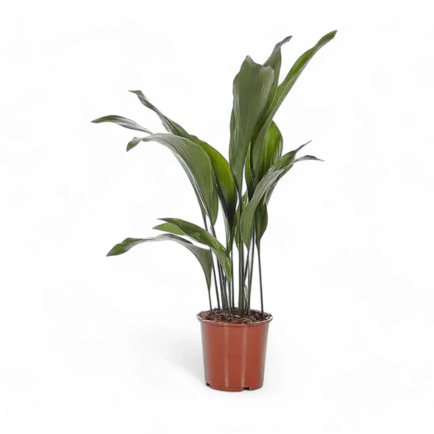 Aspidistra elatior potted plant in nursery pot on white background.