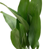 Close-up of broad, dark green Aspidistra elatior leaves growing upright