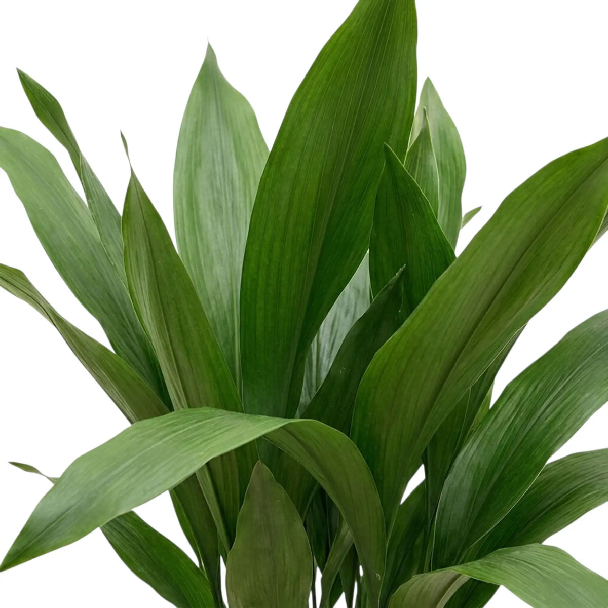 Close-up of glossy Aspidistra elatior leaves with fine parallel veins