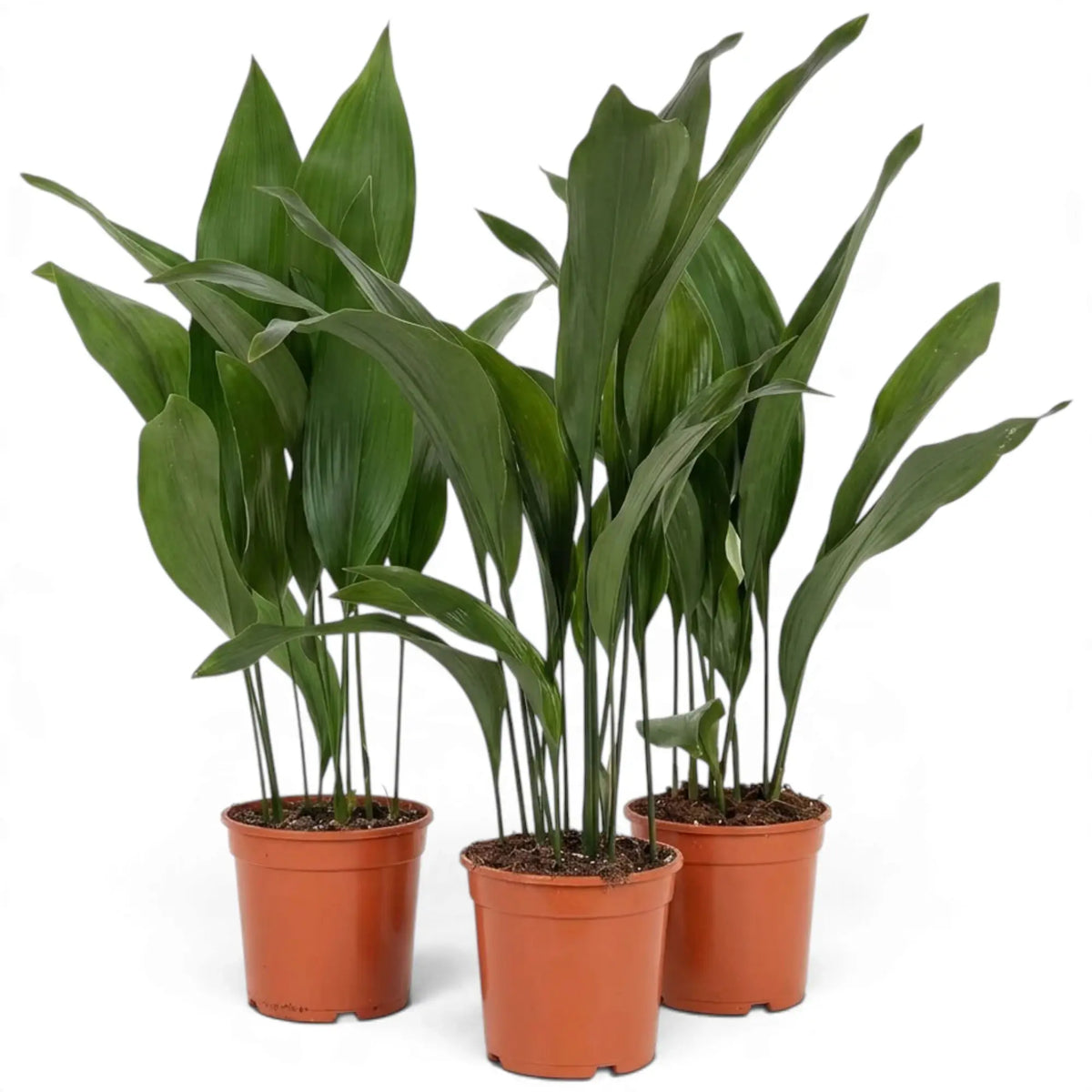 Three potted Aspidistra elatior plants with clusters of broad green leaves
