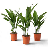 Three large Aspidistra elatior plants in separate orange nursery pots