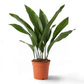 Large Aspidistra elatior with tall, dark green leaves in an orange nursery pot