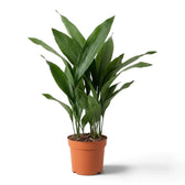 Large potted Aspidistra elatior with broad green leaves rising from the base
