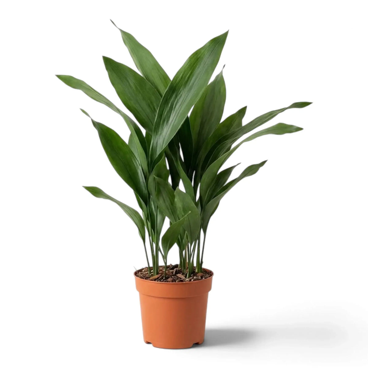 Large potted Aspidistra elatior with broad green leaves rising from the base