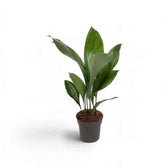 Medium Aspidistra elatior with upright, broad leaves in a dark nursery pot
