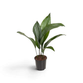 Medium Aspidistra elatior with pointed green leaves in a black nursery pot